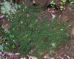 Dawsonia longiseta