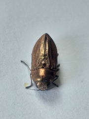 Aristosoma suturalis