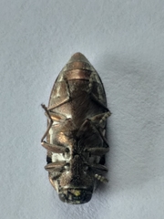 Aristosoma suturalis