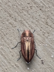 Aristosoma suturalis