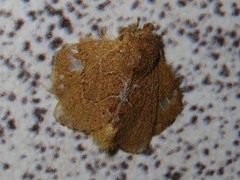 Euglyphis vitripuncta