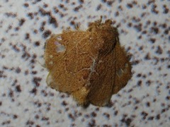 Euglyphis vitripuncta