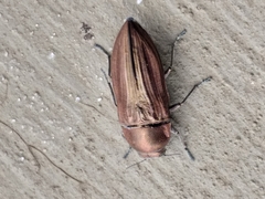 Aristosoma suturalis