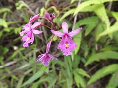 Epidendrum calanthum
