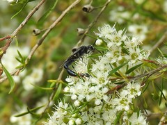 Thynnoidea