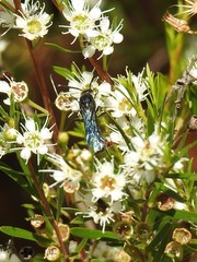 Thynnoidea
