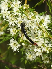 Thynnoidea