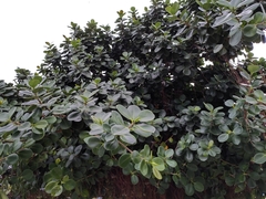 Ficus microcarpa latifolia