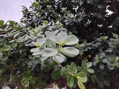 Ficus microcarpa latifolia