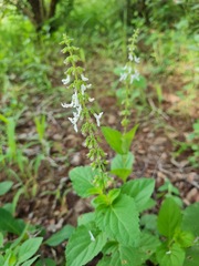 Orthosiphon suffrutescens