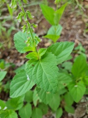 Orthosiphon suffrutescens