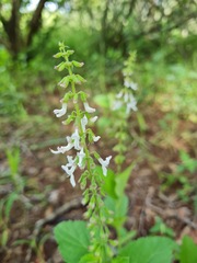 Orthosiphon suffrutescens