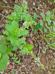 Orthosiphon suffrutescens
