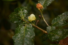 Camellia sinensis
