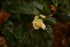 Camellia sinensis