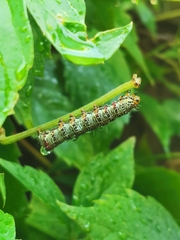 Phalaenoides glycinae