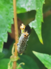 Phalaenoides glycinae