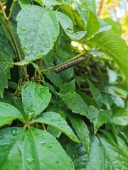 Phalaenoides glycinae