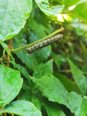 Phalaenoides glycinae