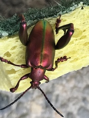 Sagra femorata