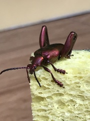 Sagra femorata