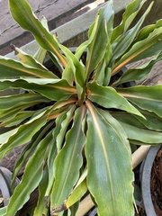 Amischotolype hispida