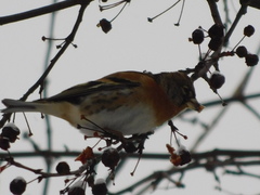 Fringilla montifringilla