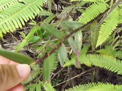 Epidendrum calanthum