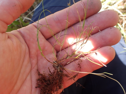 Carex allanii (Carex allanii)