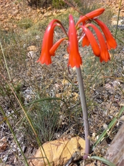 Cyrtanthus angustifolius