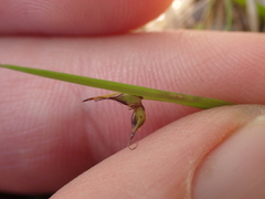 Carex enysii