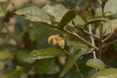 Camellia sinensis