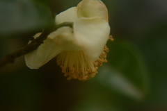 Camellia sinensis