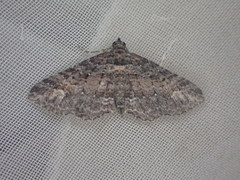 Horisme suppressaria