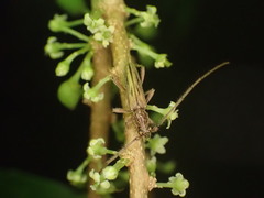 Eburida sublineata