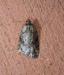 Thrincophora signigerana