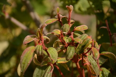 Marcetieae