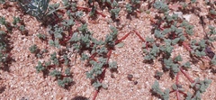 Portulaca hereroensis