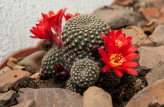 Rebutia
