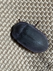 Pterohelaeus planus