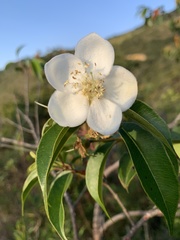 Calycolpus moritzianus