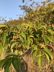 Calycolpus moritzianus