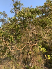 Calycolpus moritzianus