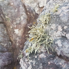 Ramalina cuspidata