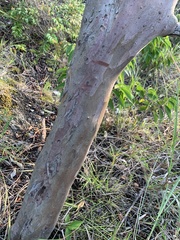 Calycolpus moritzianus