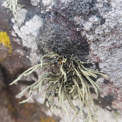 Ramalina cuspidata