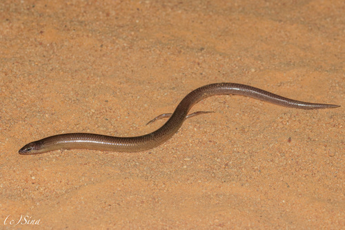 Unpatterned Robust Slider, Lerista macropisthopus