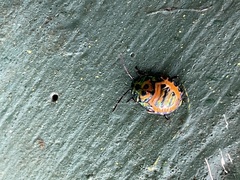 Chrysocoris fascialis