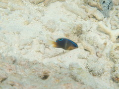 Chrysiptera brownriggii