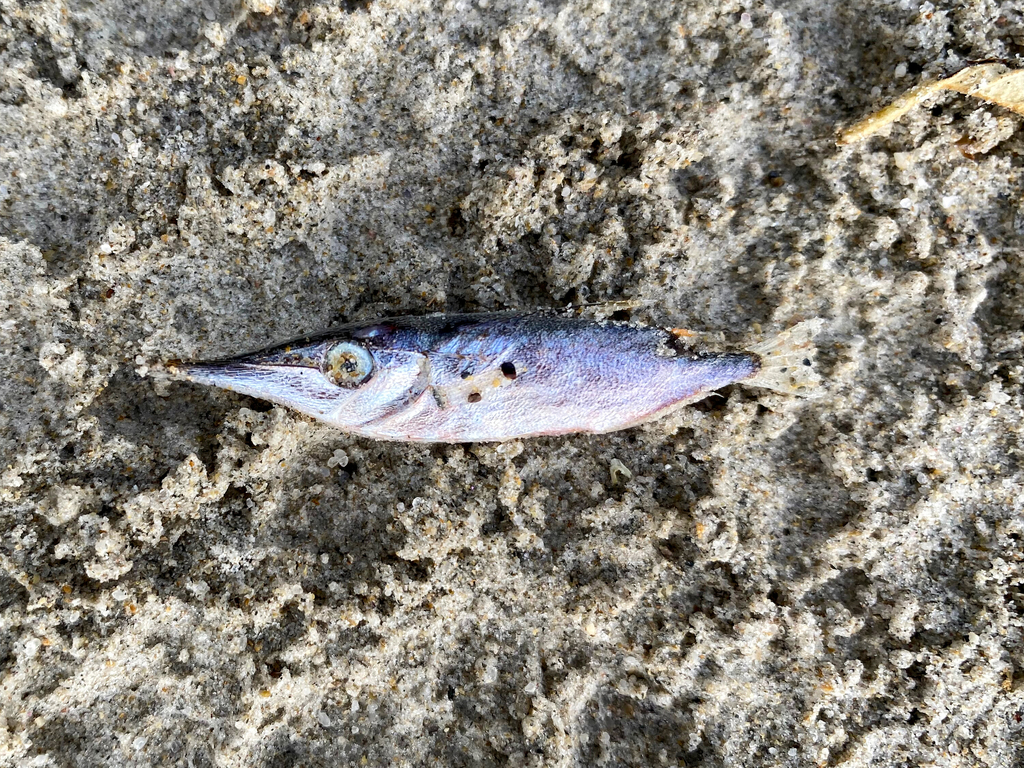 slender snipefish